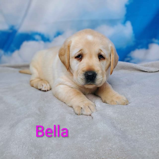 English Labrador Retriever Puppies media 8