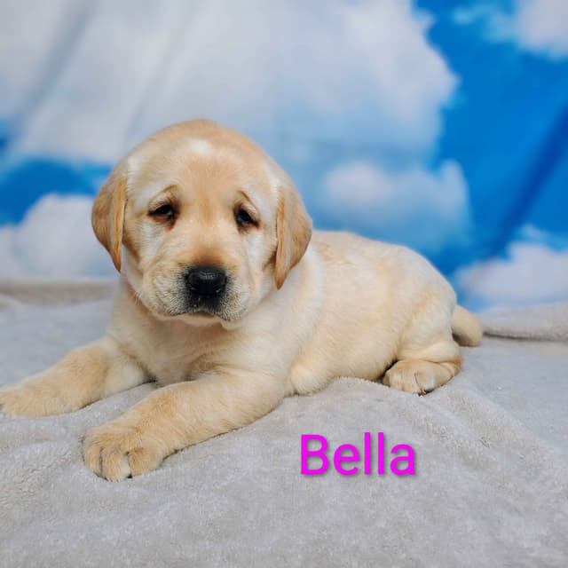 English Labrador Retriever Puppies media 9