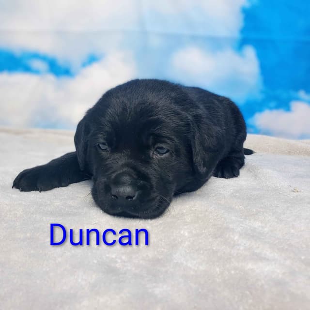 English/ American Labrador Retriever Puppies media 11
