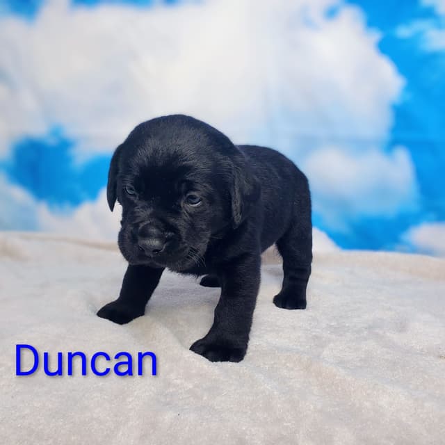 English/ American Labrador Retriever Puppies media 12