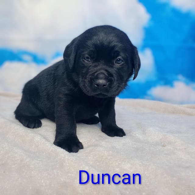 English/ American Labrador Retriever Puppies media 13