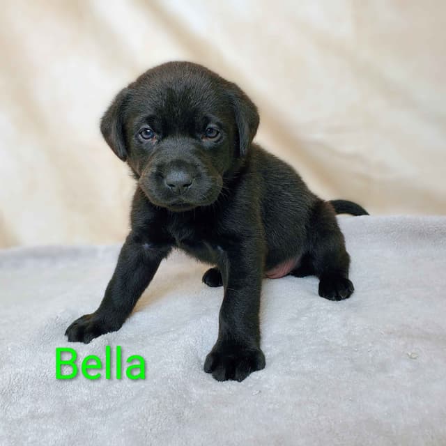 English/American Labrador Retriever Puppies media 2