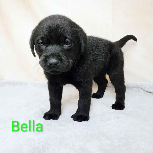 English/American Labrador Retriever Puppies media 3