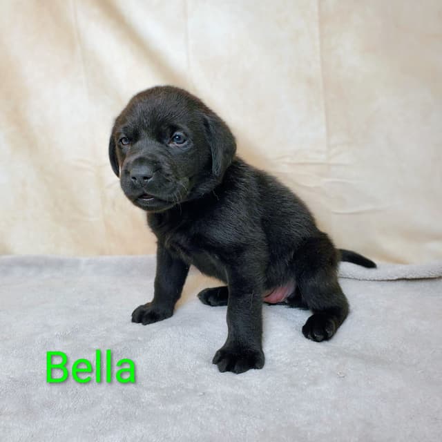 English/American Labrador Retriever Puppies media 4