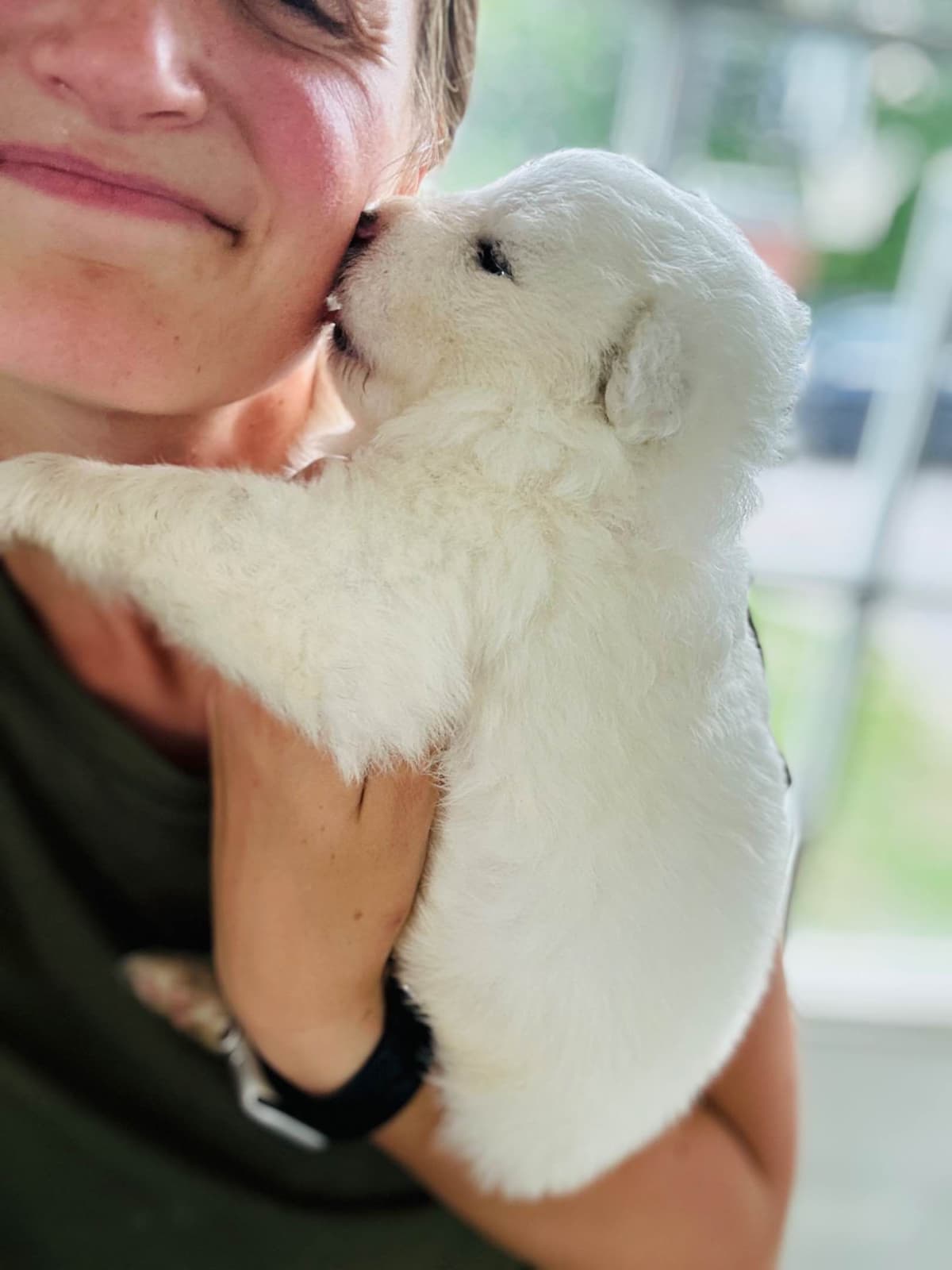 Russian Samoyed Puppies breeder image 2