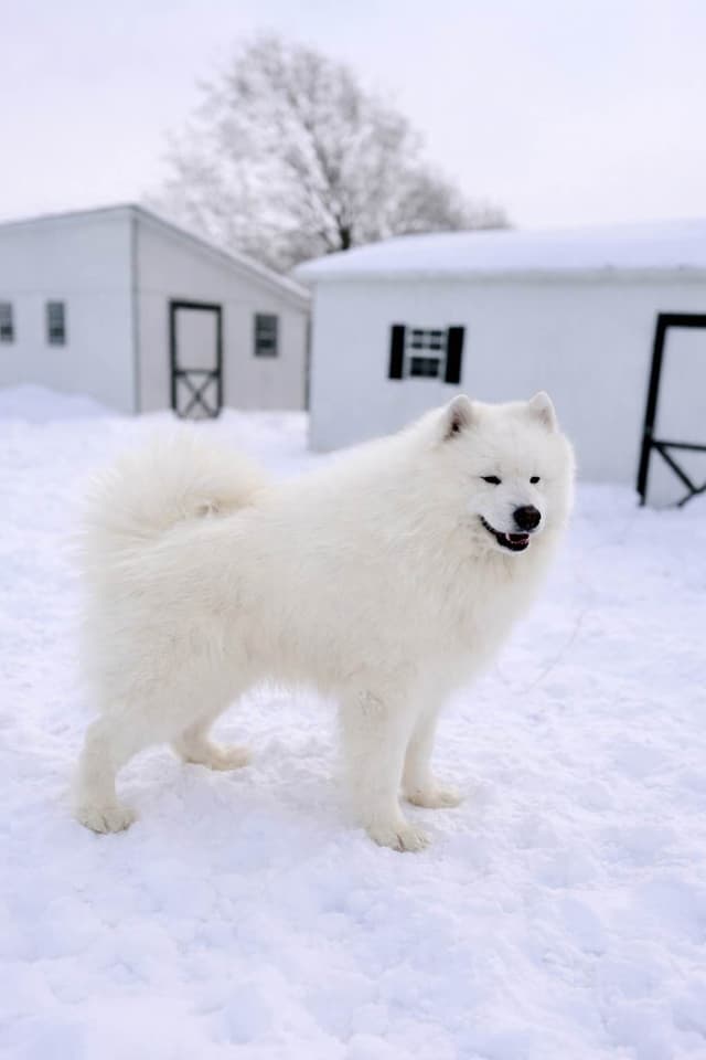 Russian Samoyed Puppies media 16