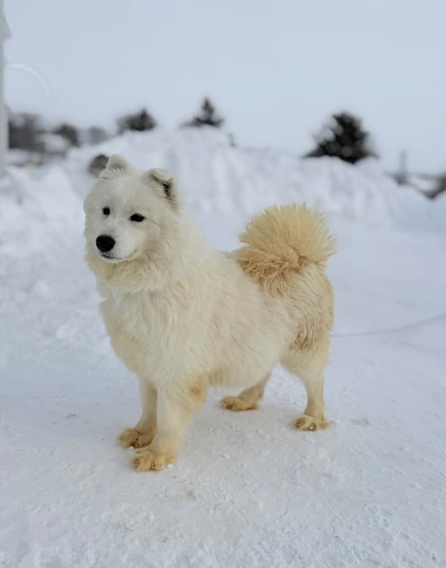 Russian Samoyed Puppies media 15