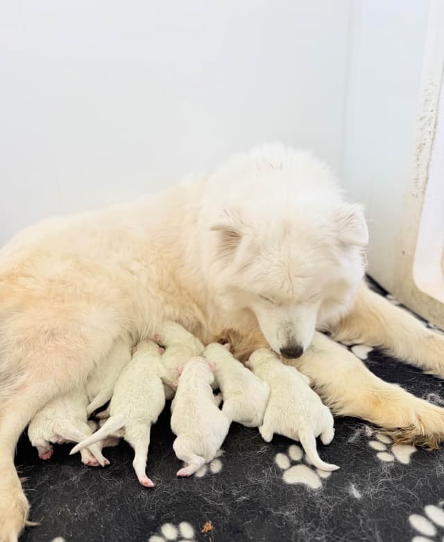 Russian Samoyed Puppies media 14