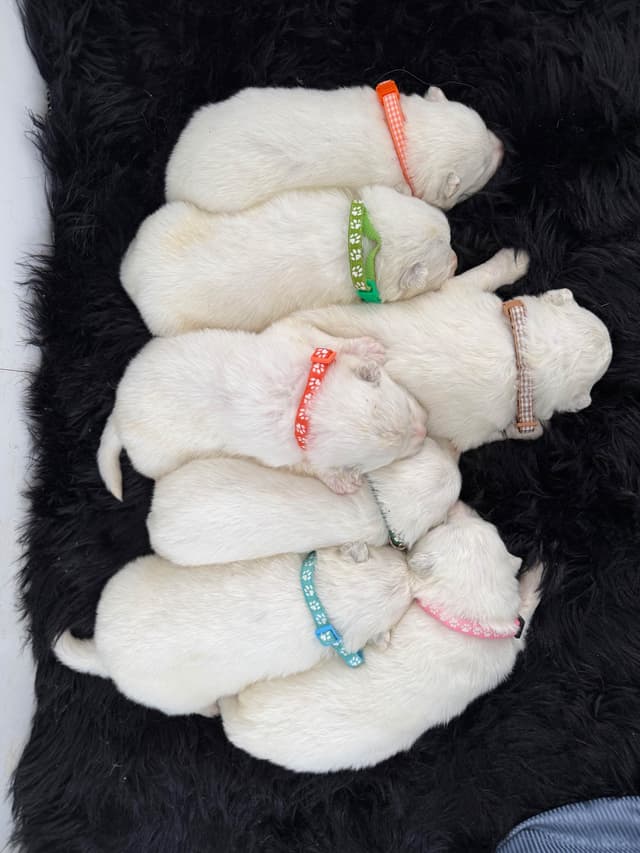 Russian Samoyed Puppies media 13