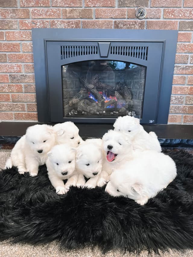 Russian Samoyed Puppies media 9