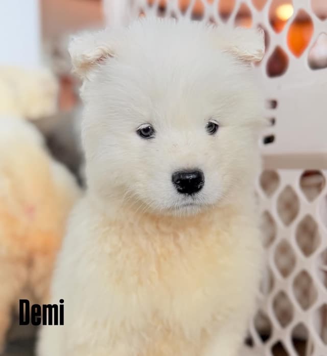 Russian Samoyed Puppies media 10