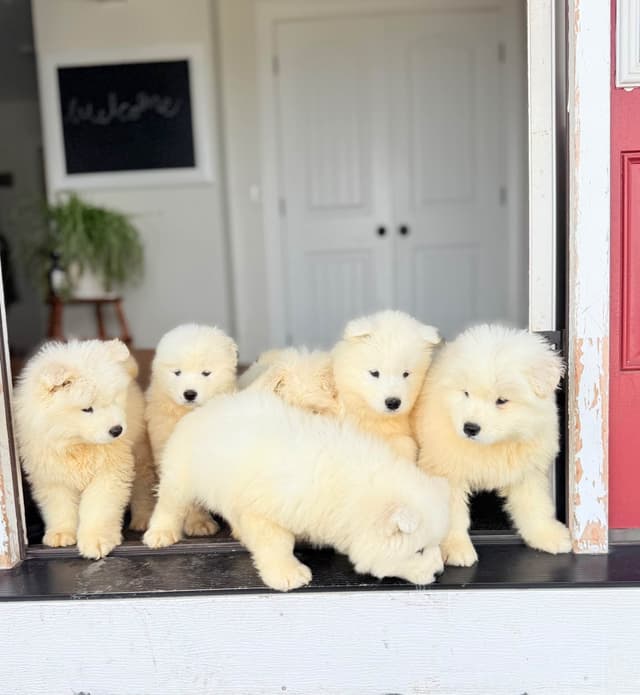 Russian Samoyed Puppies media 12
