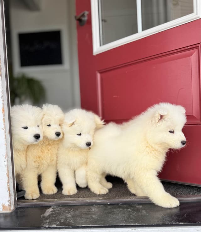 Russian Samoyed Puppies media 6