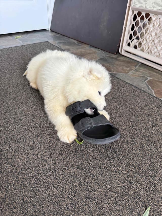 Russian Samoyed Puppies media 8