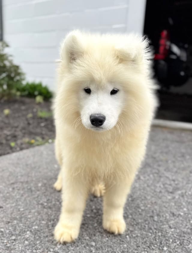 Russian Samoyed Puppies media 5