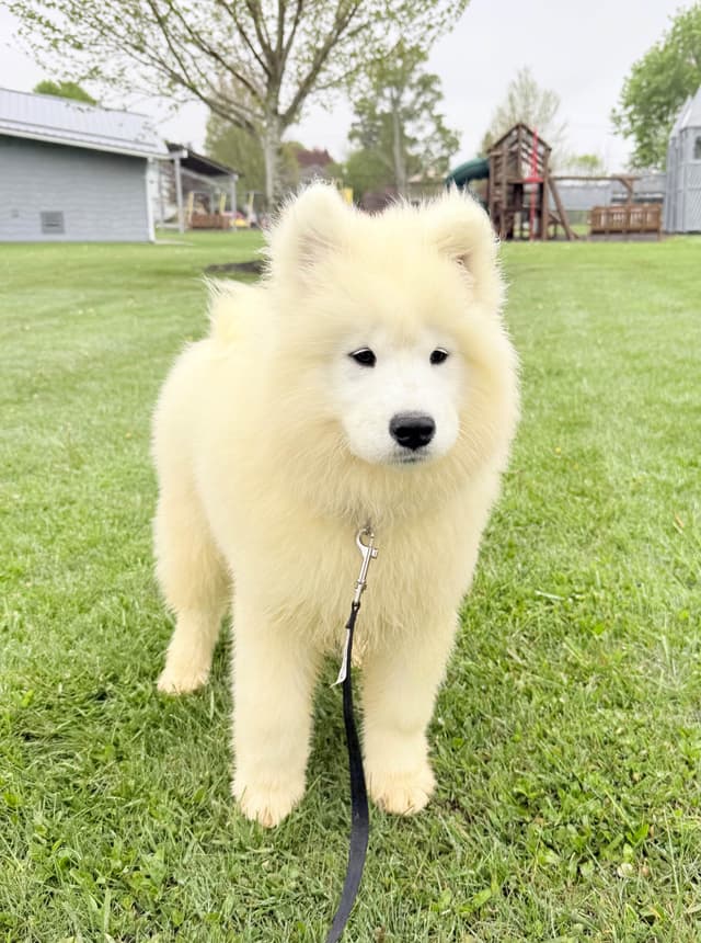 Russian Samoyed Puppies media 4