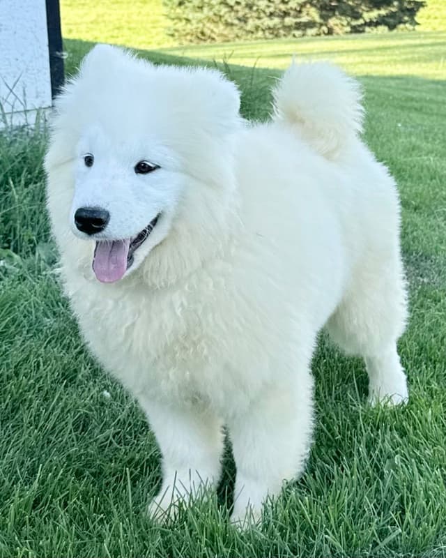 Russian Samoyed Puppies media 2