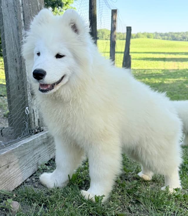 Russian Samoyed Puppies media 3