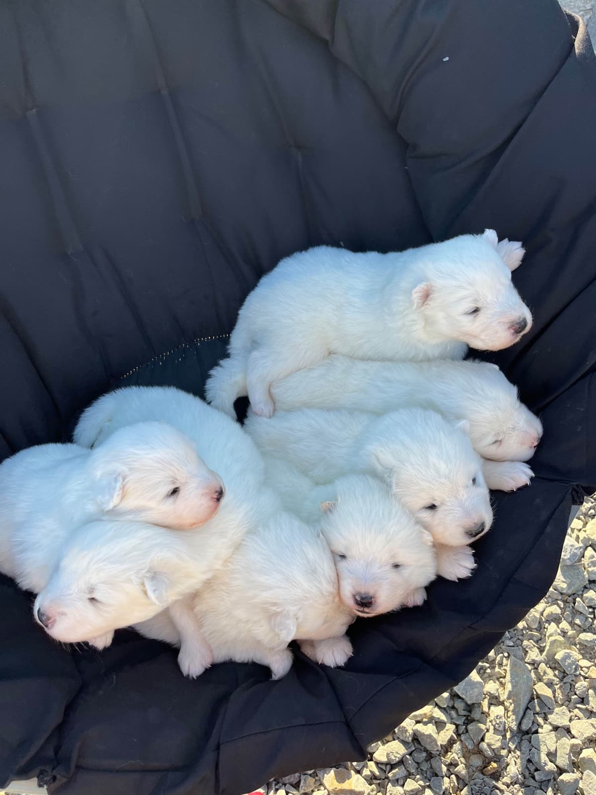 Labrador Retriever Puppies breeder image 1