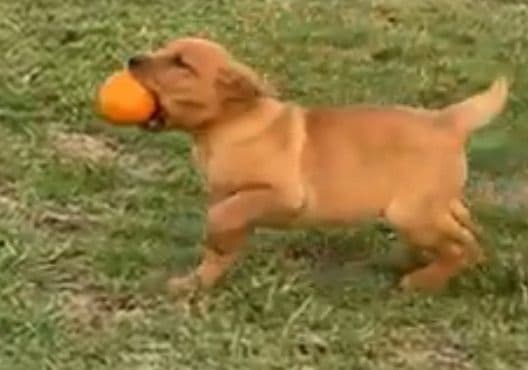 Labrador Retriever Puppies breeder image 3