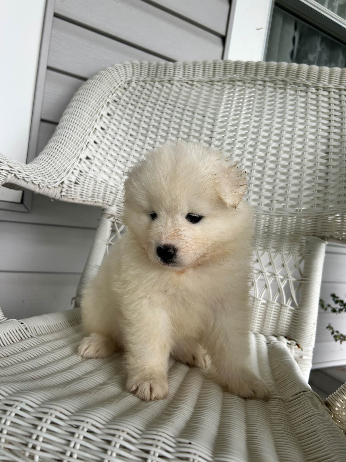 Labrador Retriever Puppies breeder image 7