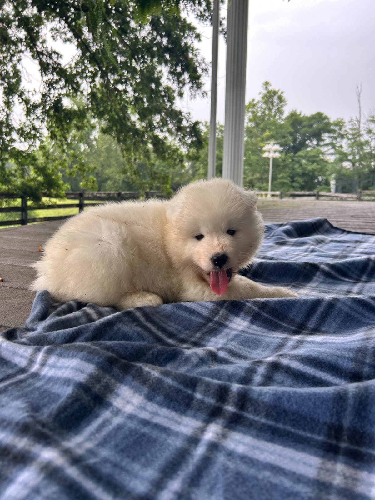 Labrador Retriever Puppies breeder image 8