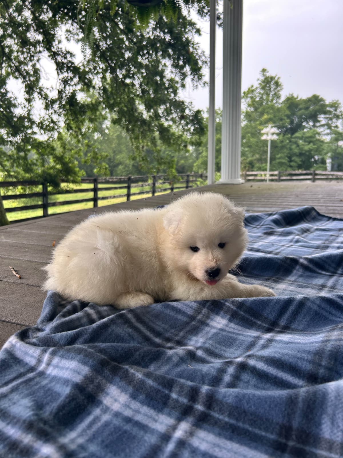 Labrador Retriever Puppies breeder image 9
