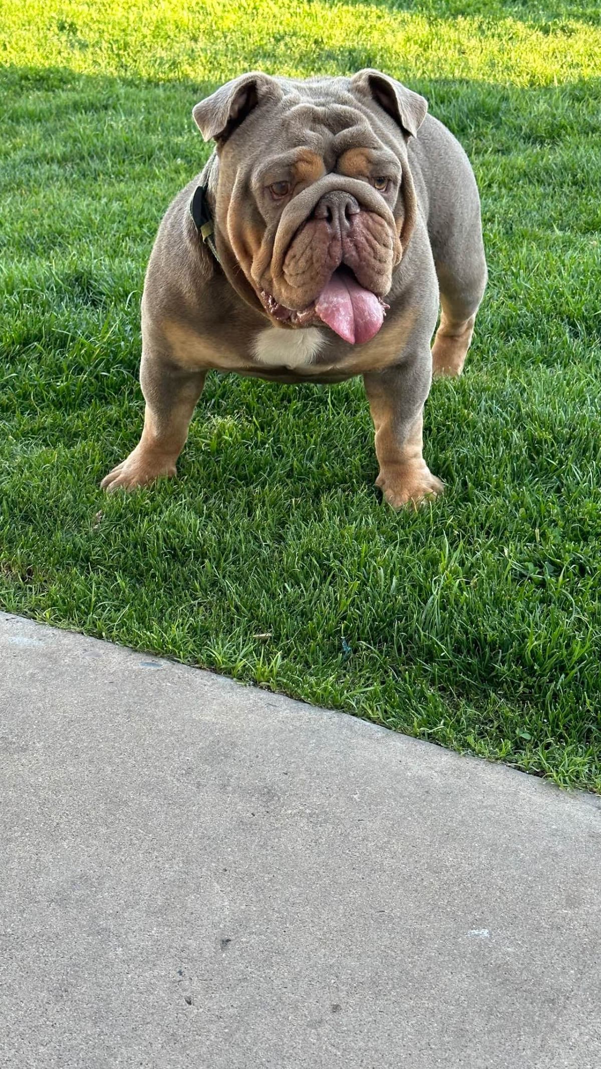 Bulldog Puppies breeder image 1