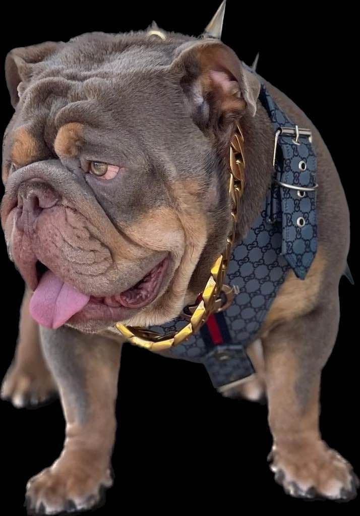 Bulldog Puppies breeder image 2