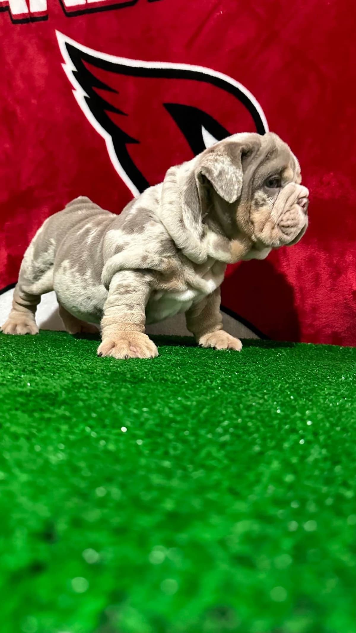 Bulldog Puppies breeder image 3