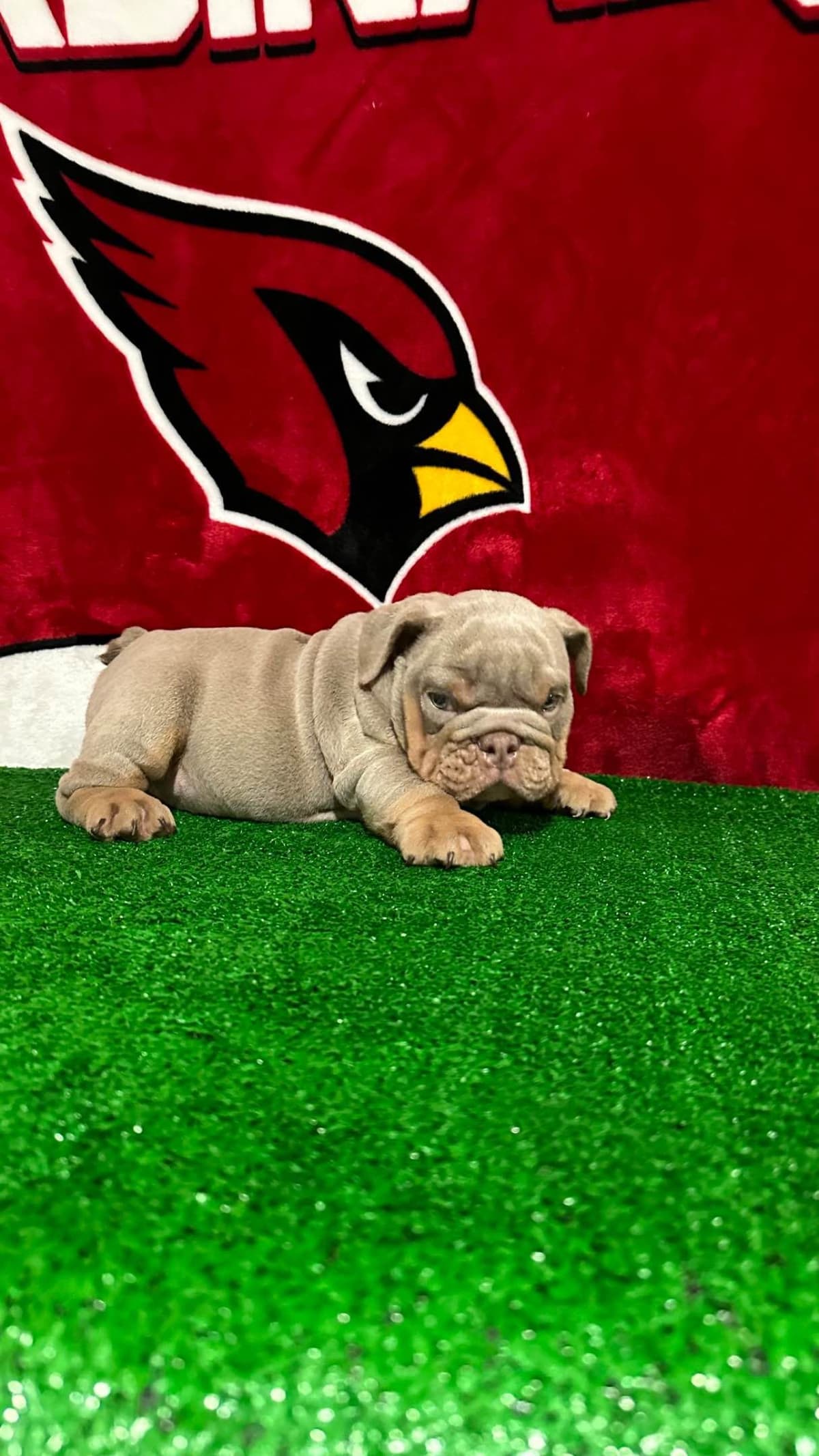Bulldog Puppies breeder image 4