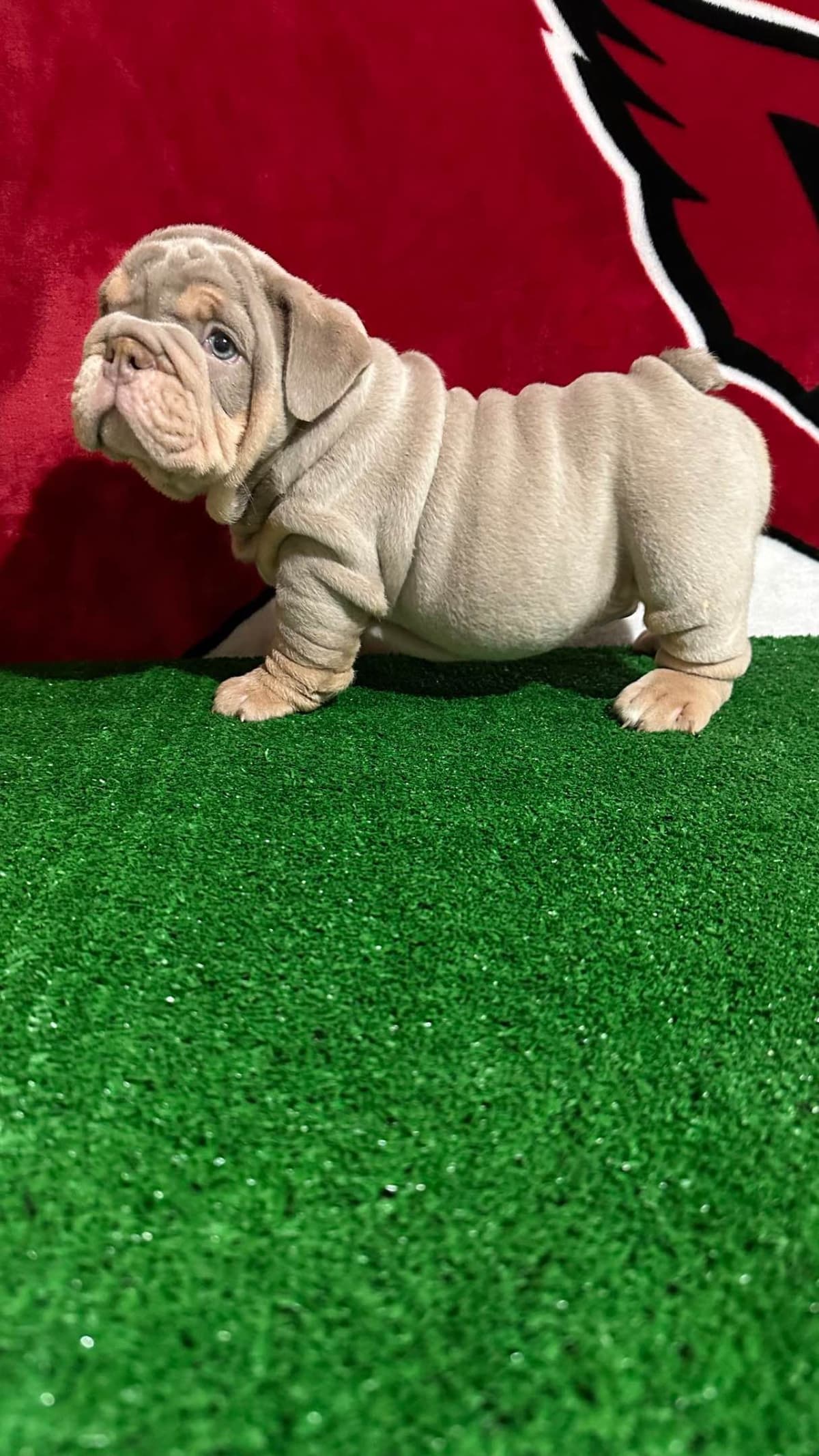 Bulldog Puppies breeder image 5