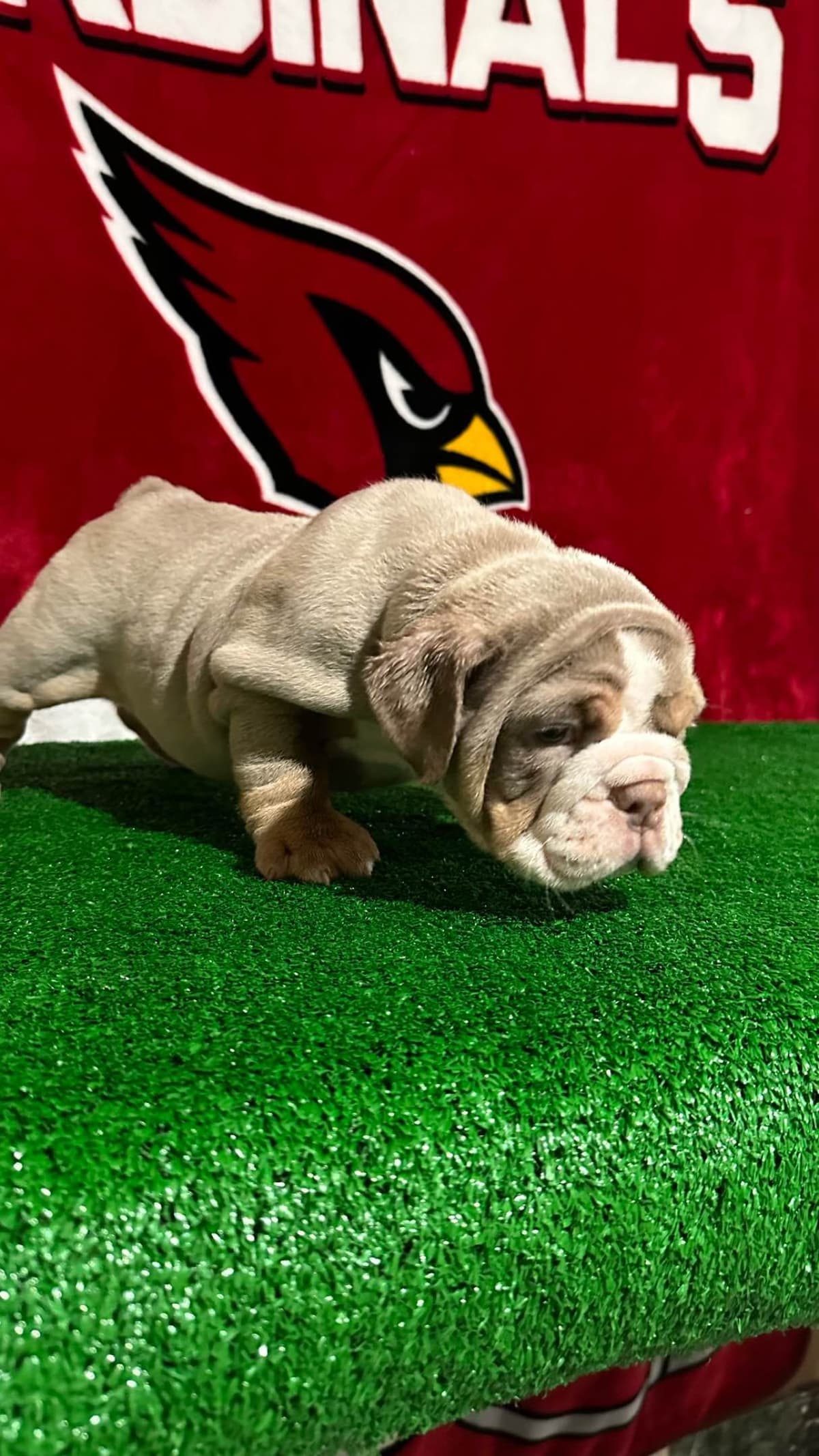 Bulldog Puppies breeder image 7