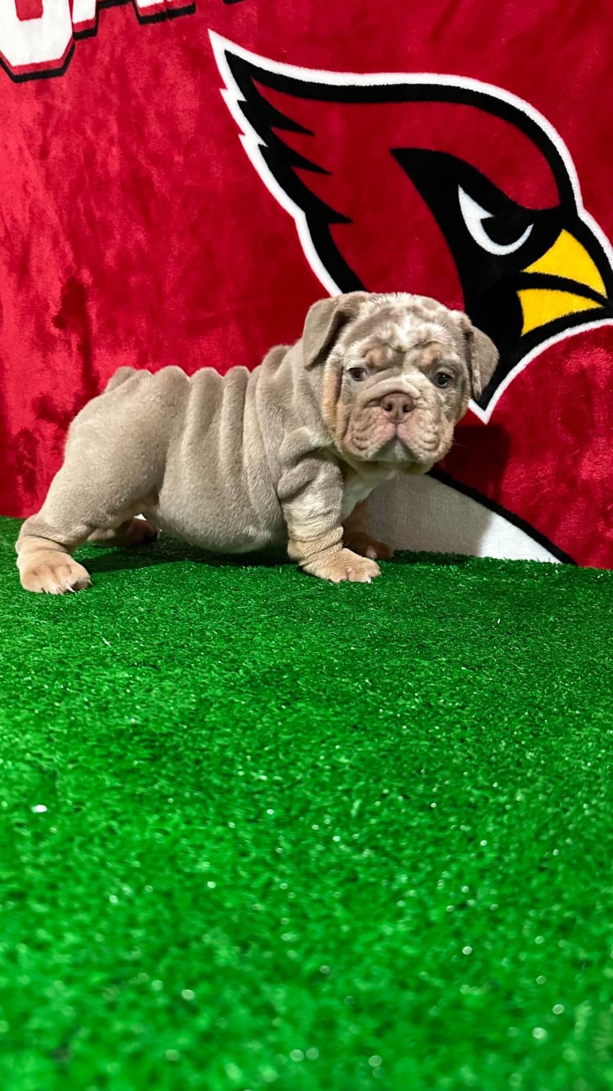 Bulldog Puppies breeder image 6