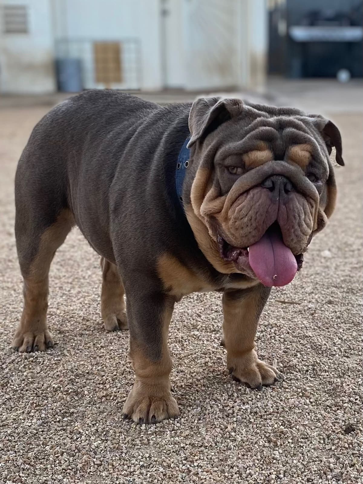 Bulldog Puppies breeder image 9