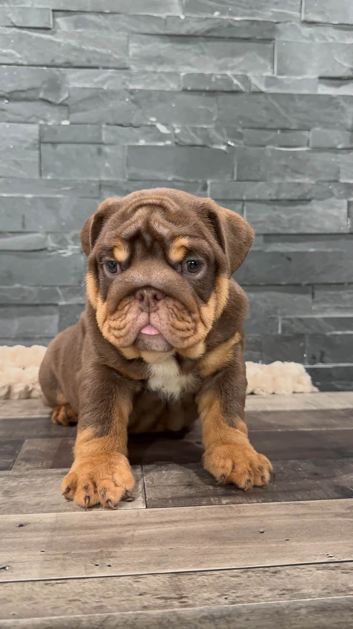 Bulldog Puppies breeder image 10