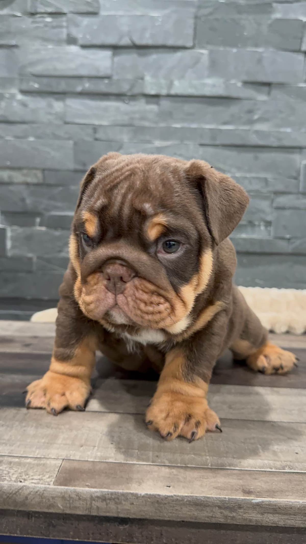 Bulldog Puppies breeder image 11