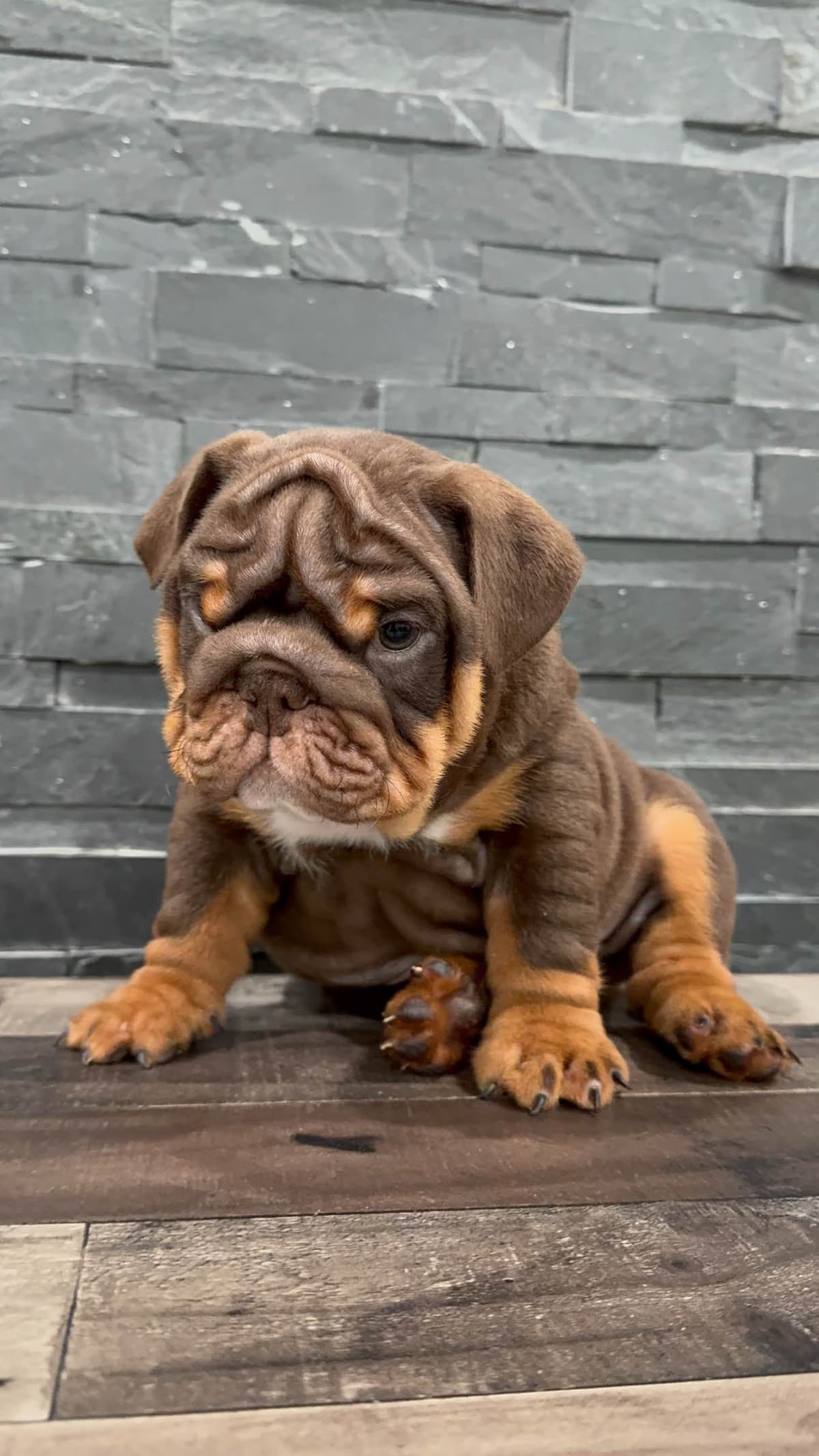 Bulldog Puppies breeder image 13