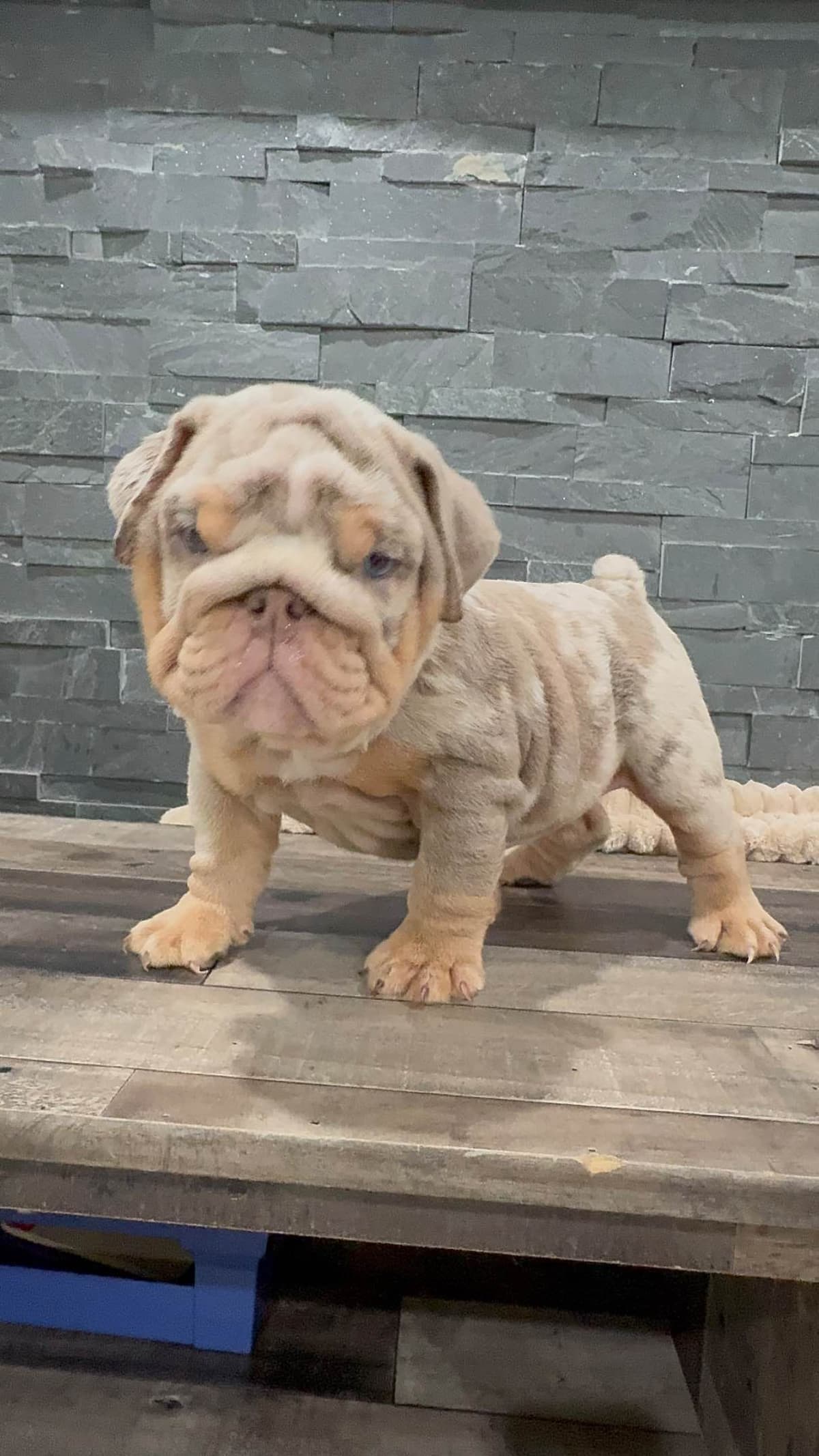Bulldog Puppies breeder image 12