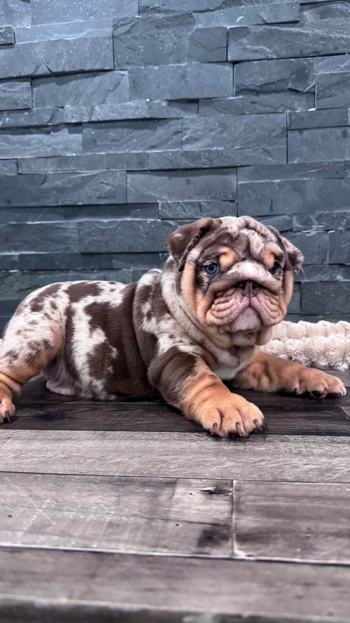 Bulldog Puppies breeder image 14