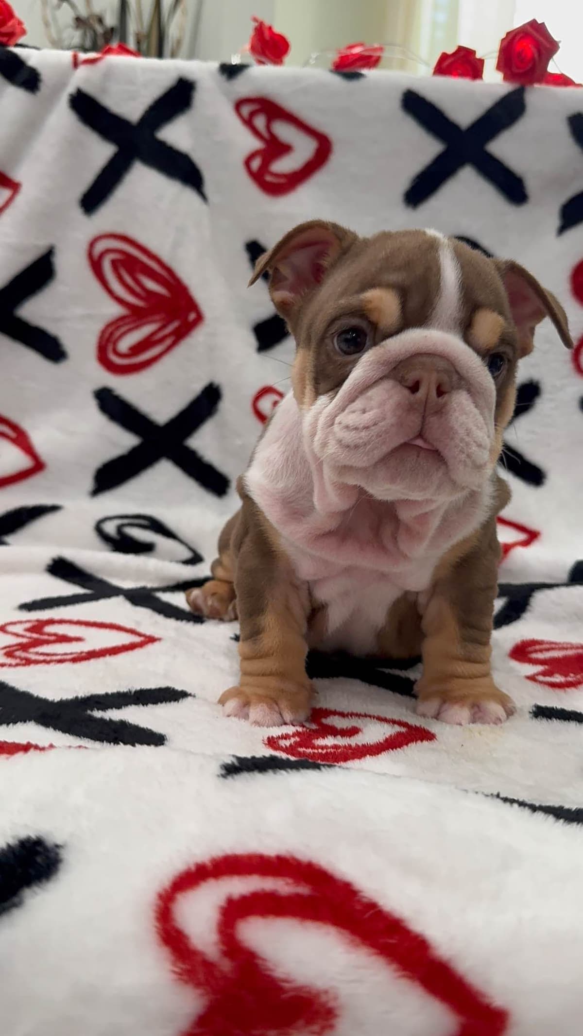 Bulldog Puppies breeder image 15