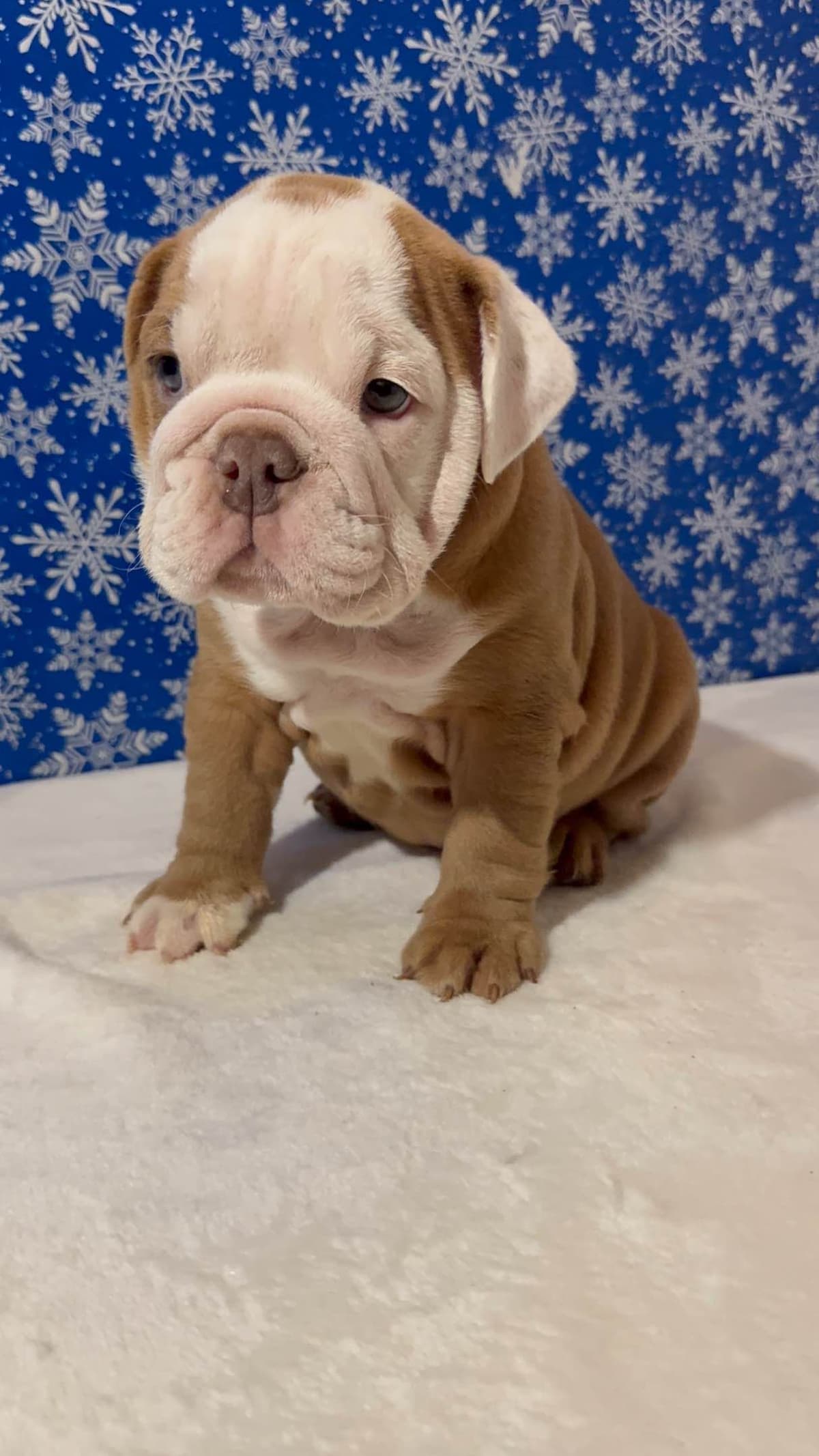 Bulldog Puppies breeder image 16