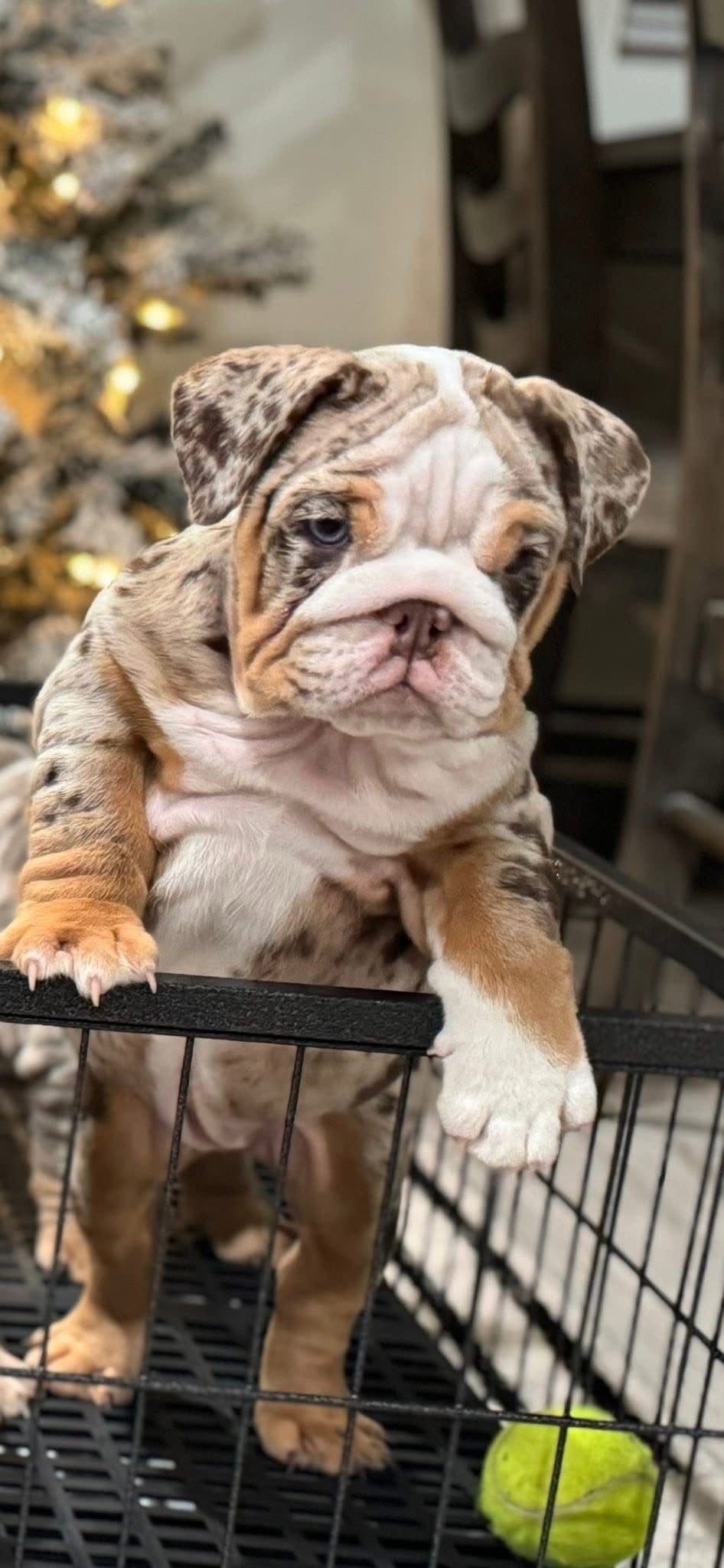 Bulldog Puppies breeder image 17