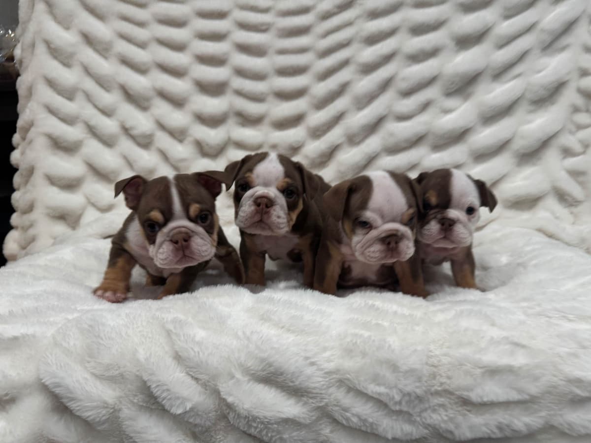 Bulldog Puppies breeder image 18