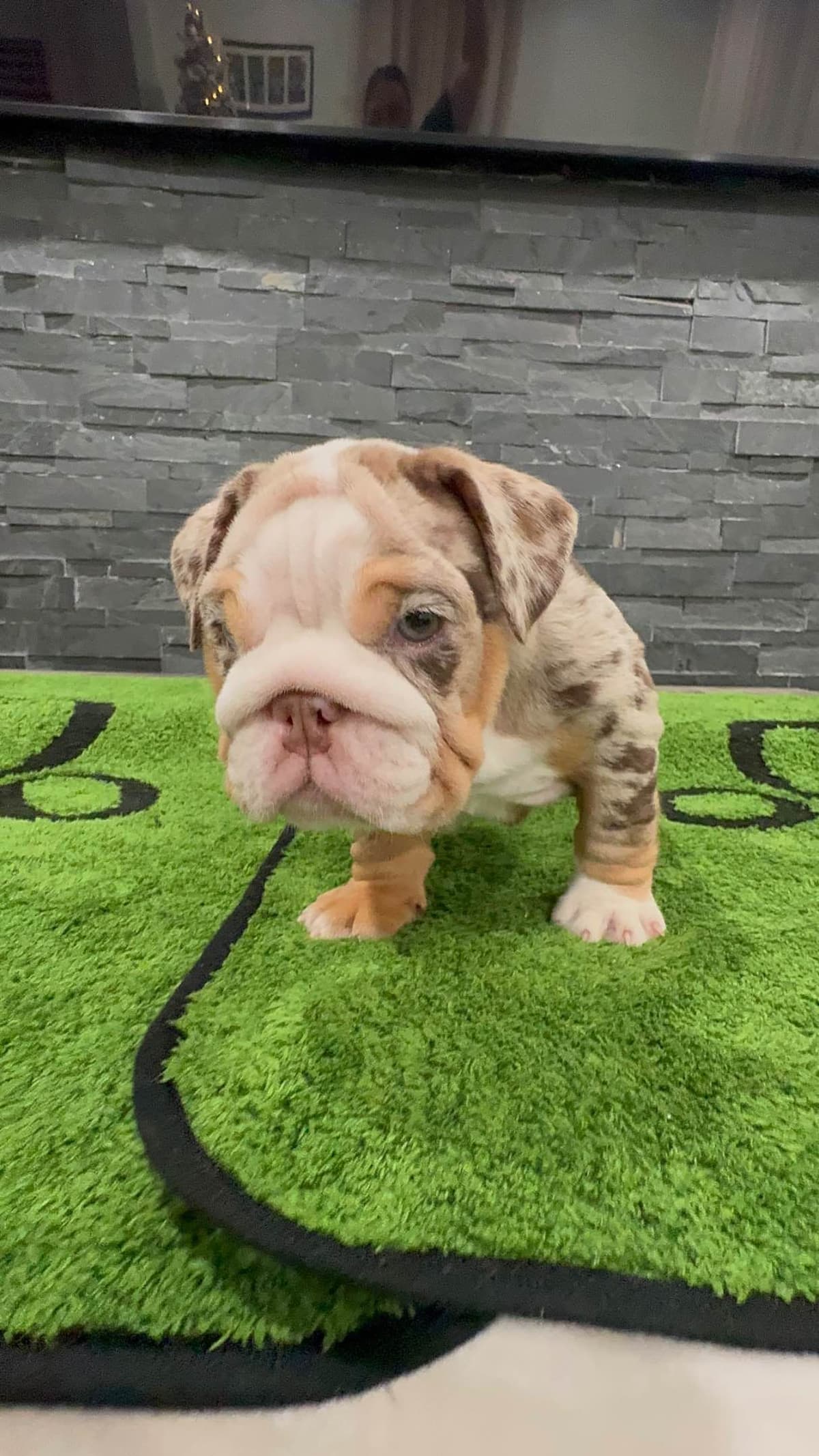 Bulldog Puppies breeder image 19
