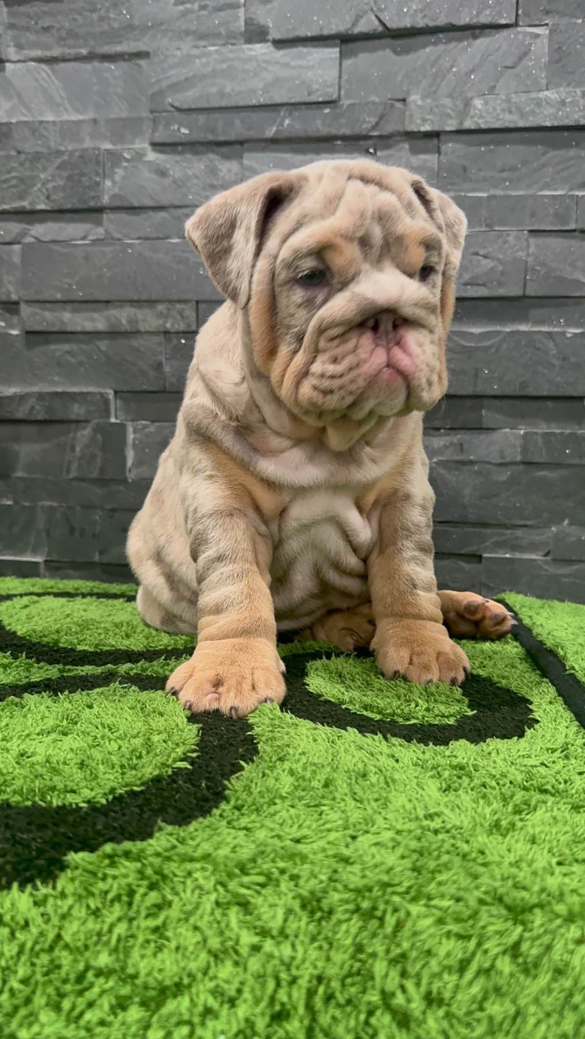 Bulldog Puppies breeder image 20