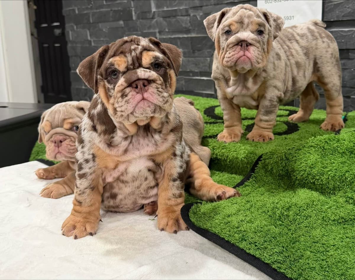 Bulldog Puppies breeder image 21