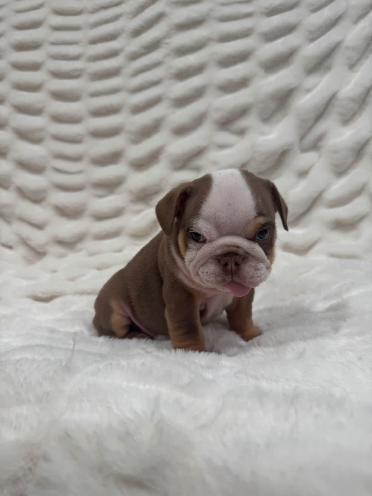 Bulldog Puppies breeder image 22