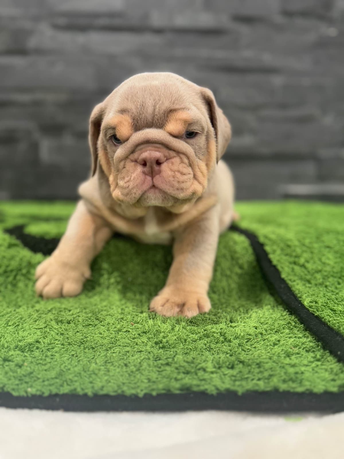 Bulldog Puppies breeder image 24