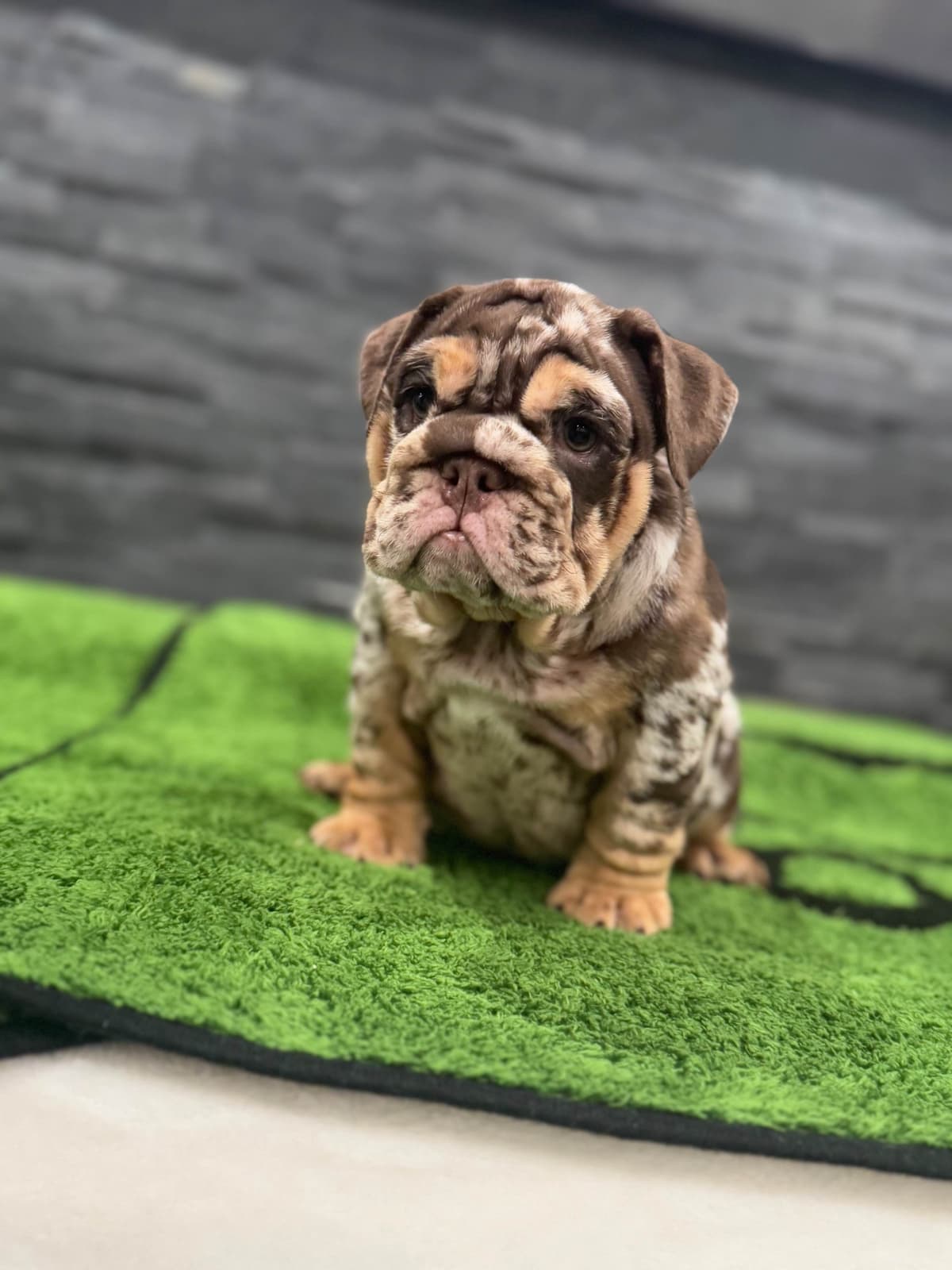 Bulldog Puppies breeder image 23